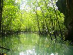 mangroves in Ko Thalu Nok.JPG (149KB)